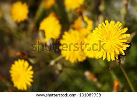 Wild Yellow Flowers In The Middle Of Spain Field Abundance Of Blooming ...