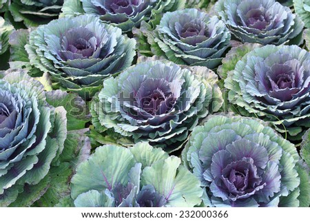 Background of purple decorative ornamental cabbage roses.