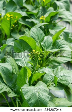 Green vegetable in garden, Choy sum, a kind of chinese vegetable.