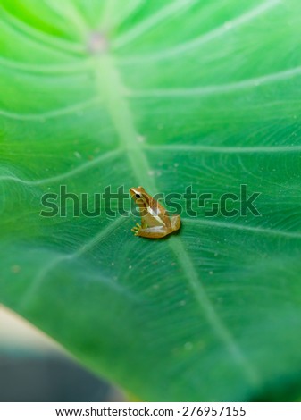 Baby Golden Tree Frog on Taro leaf in morning day, Common Tree Frog.
