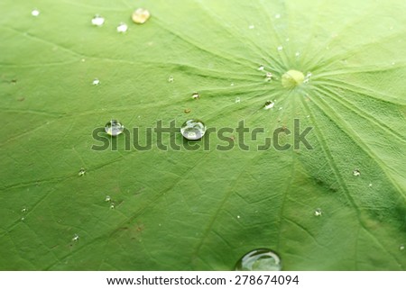 Water pearl drop on green leaf