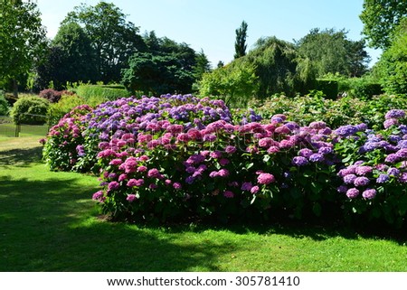 Shrub borders of Hydrangea in an English country garden in August