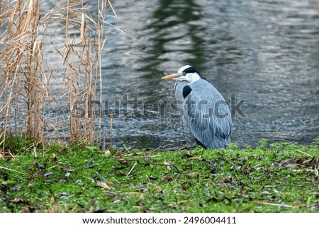 Similar – Image, Stock Photo Grey heron waiting for prey on green pond bank