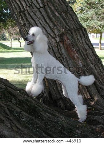 Standard Poodle standing in a tree