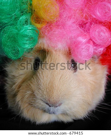 guinea pig with silly clown wig