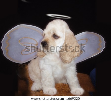 Puppy with halo and angel wings