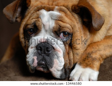 red brindle bulldog 9 months old - champion bloodlines