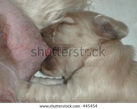 American Cocker Spaniel puppy nursing