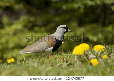 Southern lapwing on the grass. Typical bird of South America, also called Tero (Vanellus Chilensis)
