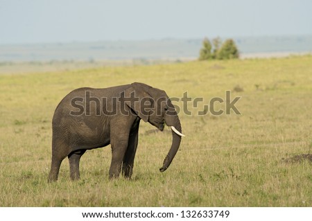 Elephant standing in the savannah of Masai Mara National Park of Kenya