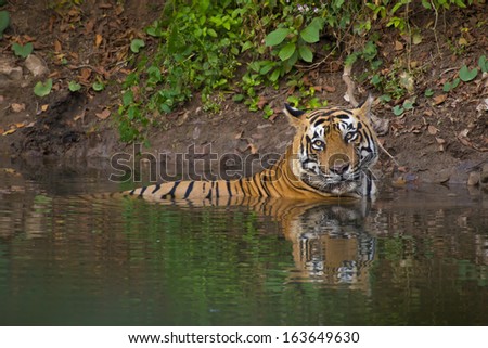 Tiger laying in the water in Ranthambhore National Park - India