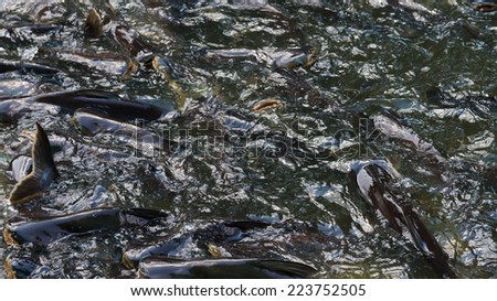Crowd of catfish in river  fighting for their feed from people throw to them with motion