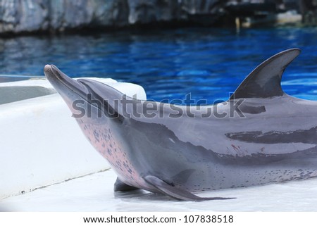Young Dolphin is cute