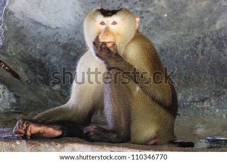 Pig-Tailed Monkey sits on rock