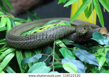 Cobra snake is a dangerous beast