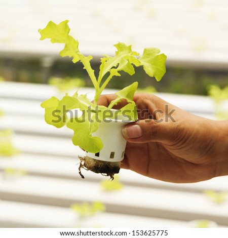 Vegetables in hand of hydroponic vegetable farm