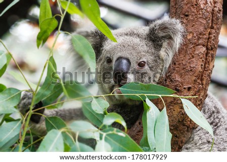 Young koala eating eucalyptus leaves