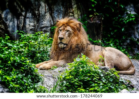 Male lion relaxing in forest