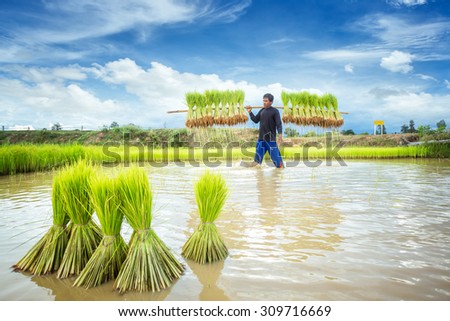 Farmers grow rice in the rainy season. They were soaked with water and mud to be prepared for planting.