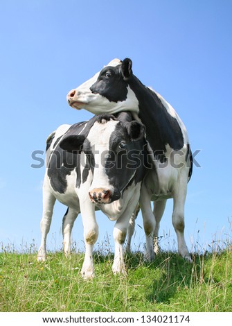 Two cows standing on seawall