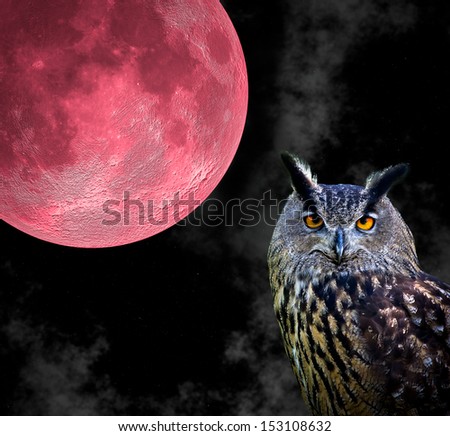 portrait of an owl with a red moon background