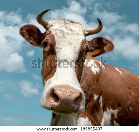 Portrait of a dairy cow