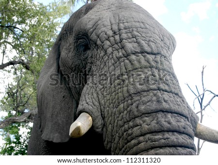 Closeup  of the beautiful textures of an adult elephant\'s trunk