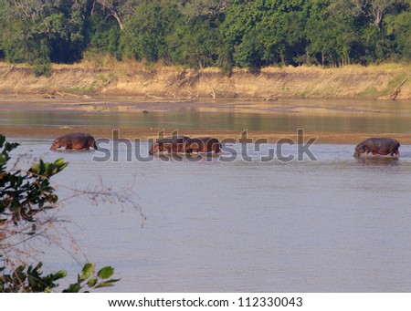 The Luangwa river, in the South Luangwa national park, Zambia has one of the largest hippopotamus populations on Earth