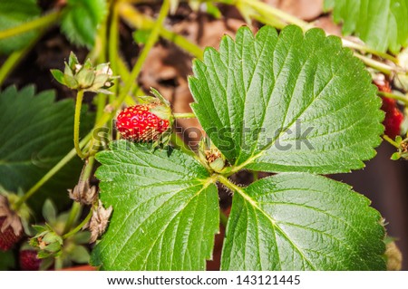 Strawberry plant, with strawberry.