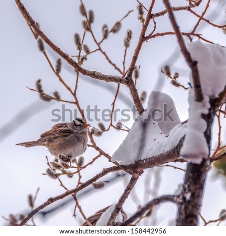 White-crowned Sparrow, adult, feeding on willow, on a cold spring morning.