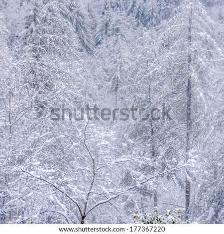 Winter storm Pax in North Ga Mountains, southern appalachia.