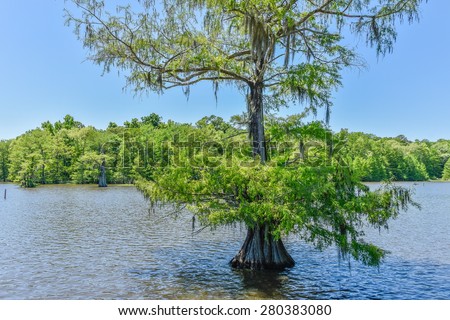 Bald cypress (Taxodium distichum), trees in swamp, Chicot State Park, Louisiana.