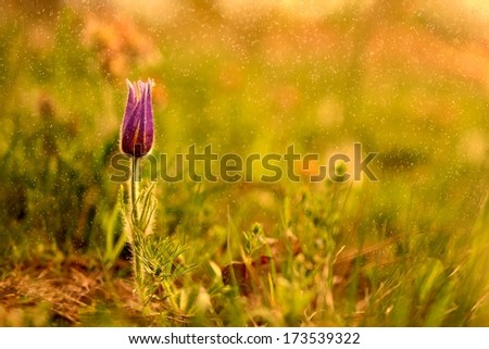 Sleepless in the rain  Flower Pulsatilla in the pollen rain in the evening sun in spring