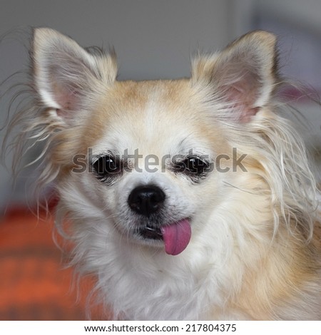 chihuahua  - funny little dog
