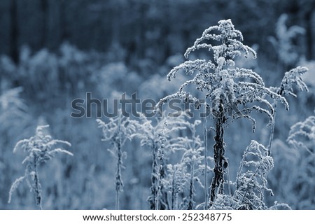 Branch plants with frost. Natural winter background.