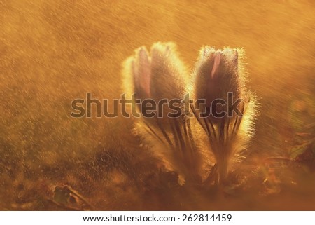 Pasque flowers blooming in a spring meadow at sunset sun.\
Spring rain - storm - pollen.