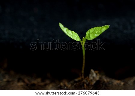 Green sprout growing from ground. Dewy young leaves sprouting plants.
Spring background - garden.