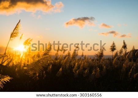 Mauritius sunset behind sugar cane field. Sugar cane flowers back lighted
