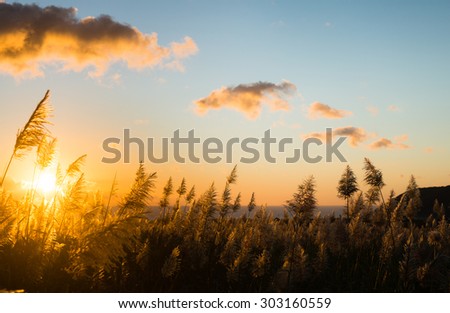 Mauritius sunset behind sugar cane field. Sugar cane flowers back lighted