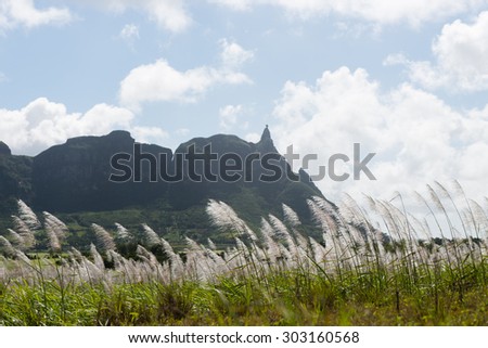 Mauritius landscape, sugar cane flower and mountains with blue sky.