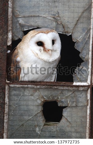 Barn owl, Tyto alba, single bird in old iron and glass window, captive bird in Gloucestershire, winter 2010