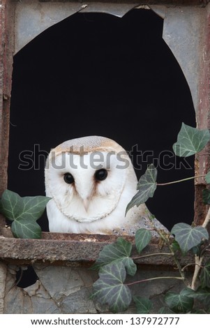 Barn owl, Tyto alba, single bird in old iron and glass window, captive bird in Gloucestershire, winter 2010