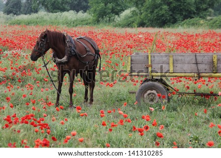 Domestic horse, equus caballus, single horse with cart in poppy field, Bulgaria, May 2010