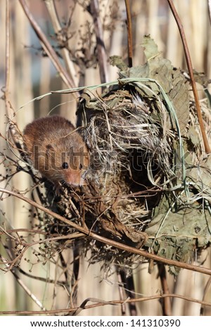 Harvest mouse, Micromys minutus, single mouse at a nest in reeds, captive, january 2010
