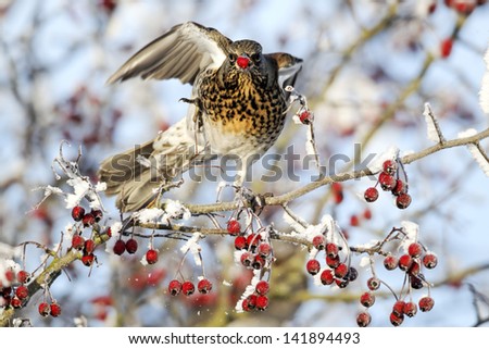 Fieldfare, Turdus pilaris, single bird feeding on hawthorn berries in heavy frost, Midlands, December 2010