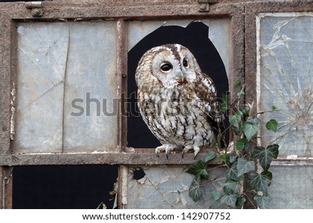 Tawny owl, Strix aluco, single bird in old iron and glass window, captive bird in Gloucestershire, winter 2010