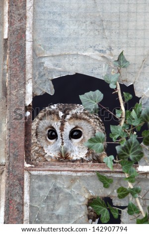 Tawny owl, Strix aluco, single bird in old iron and glass window, captive bird in Gloucestershire, winter 2010