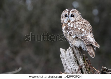 Tawny owl, Strix aluco, single bird on stump, captive bird in Gloucestershire, winter 2010