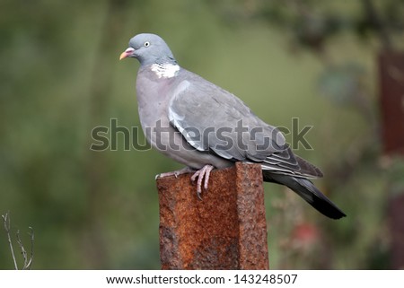 Wood pigeon, Columba palumbus, single bird perched on a fence post, Staffordshire, September 2010