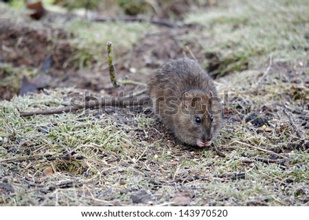 Brown rat, Rattus norvegicus, single animal on floor, Midlands, January 2011